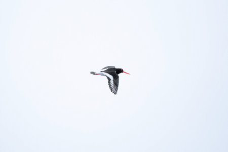 oystercatcher flying in the blue sky.の写真素材