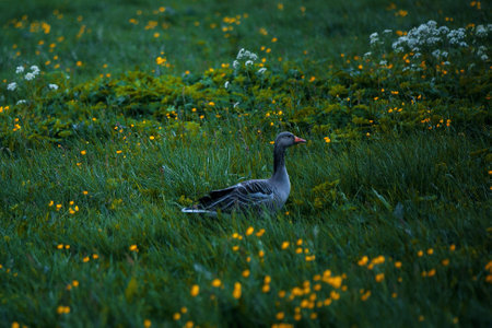 Greylag goose (Anser anser) in the grassの写真素材