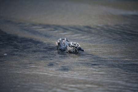 seagull chick on beach in waterの写真素材