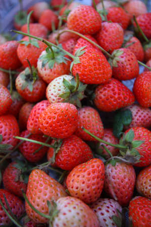 strawberryの写真素材