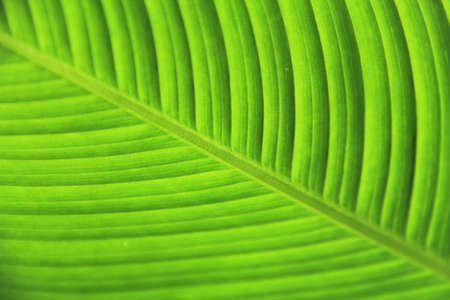 leaf greenの写真素材