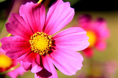 pink flowersの写真素材
