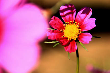 pink flowersの写真素材