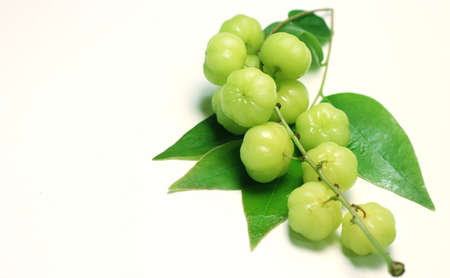 Green Leafの写真素材