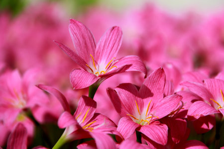 Pink flowers in the springtime, outdoor photo