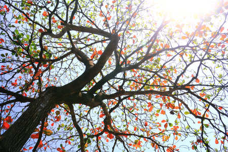 autum treeの写真素材