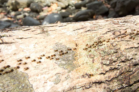 ant rowの写真素材