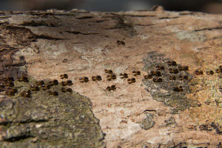 green foodの写真素材