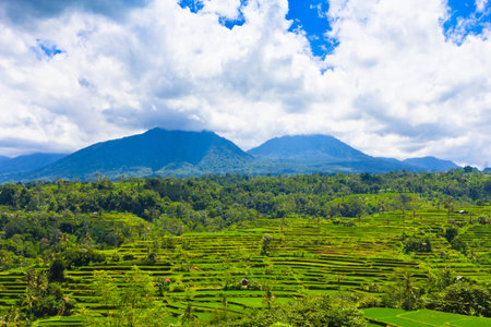 Rice terrace in Baliの写真素材