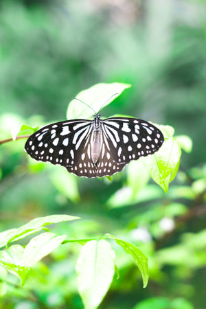 butterfly on flower green leaf