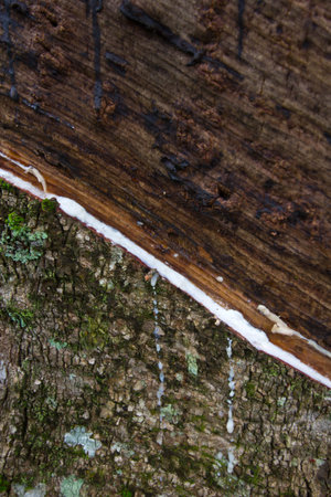 raw material rubber treeの写真素材