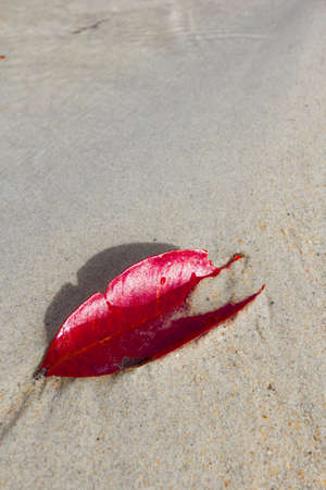 Sea stones at sunset Phi Phi Island thailand,Phuketの写真素材