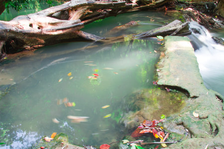 Andaman Thailand outdoor photography of waterfall in rain jungle forest. Trees,...