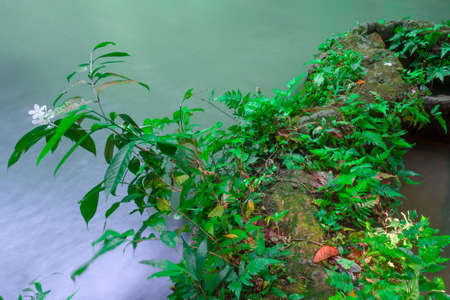 Andaman Thailand outdoor photography of waterfall in rain jungle forest. Trees, PHUKET,KRABI,PHANGKHAの写真素材