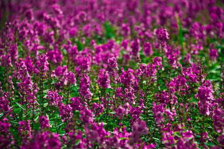 abstract violet flowers on field (shallow DOF)の写真素材
