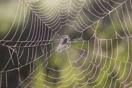 spider webs in the dew