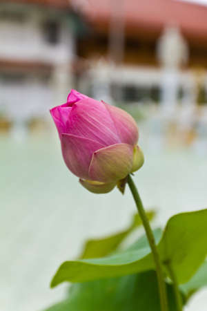 Pink lotus in templeの写真素材