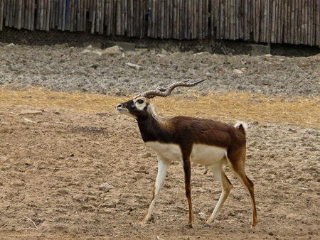 antelope walking alone
