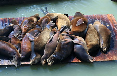 Sea Lions