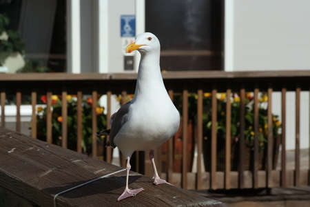 Seagullの写真素材