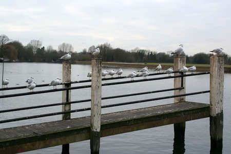 Seagulls on a pierの写真素材