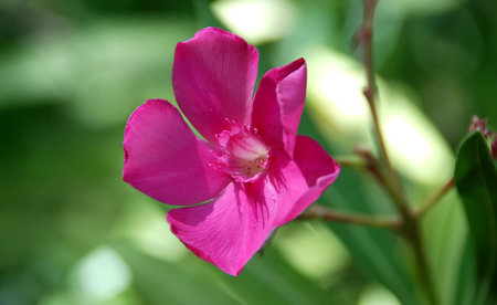 Pink Oleander Flower (Nerium Oleander Calypso Standard)