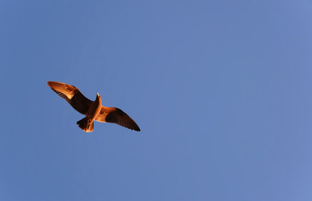 Brown bird shown against blue sky flying in sunsetの写真素材