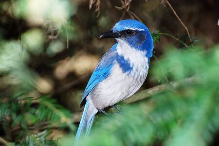 Western scrub jay or aphelocoma californica standing on a tree branch.の写真素材