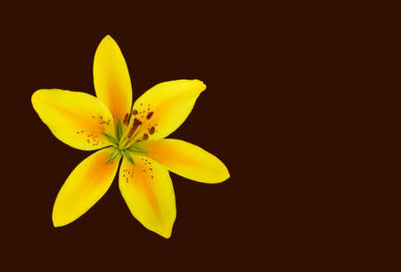 Yellow and orange lily isolated over brown background.の写真素材