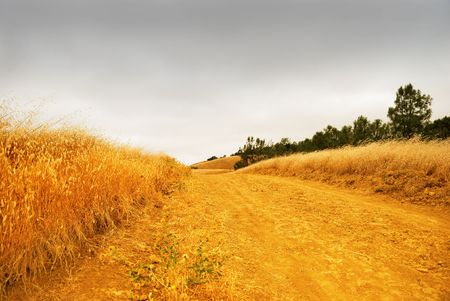 Rural road with dry grass on the sides dissappearing into the stormy sky.の写真素材