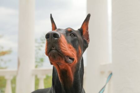 beautiful domestic black brown dobermann outdoor head shotの写真素材