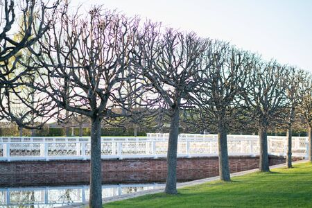 beautiful tree near the water with nobody. garden on the nature.の写真素材
