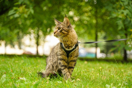 Beautiful grey maine coon cat in leash and harness walking in the city park on the green grass