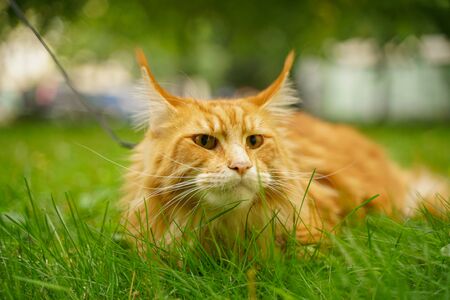 beautiful big red maine coon cat with harness and leash lying on the green summer grassの写真素材