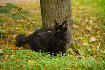 maine coon black cat walking wearing leash harnessの写真素材