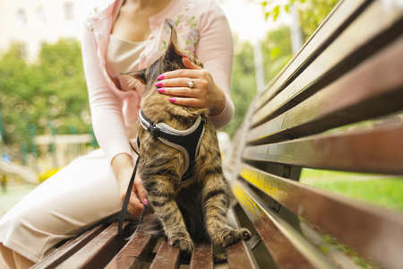 owner took for a walk her cat grey Maine Coon on a leash with a harness. they sit on a bench on the street during the first walk of the cat.の写真素材