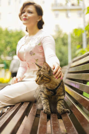 owner took for a walk her cat grey Maine Coon on a leash with a harness. they sit on a bench on the street during the first walk of the cat.の写真素材
