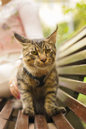 owner took for a walk her cat grey Maine Coon on a leash with a harness. they sit on a bench on the street during the first walk of the cat.の写真素材