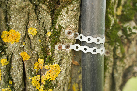 old tree with nailed urban pipe, in which hidden wires electricity. the concept of convenience to...