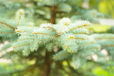 Silver blue spruce pine, fir tree branches outdoor close upの写真素材