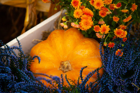 pumpkins in honor of the celebration of autumn and Halloween. festival of vegetables with nobodyの写真素材