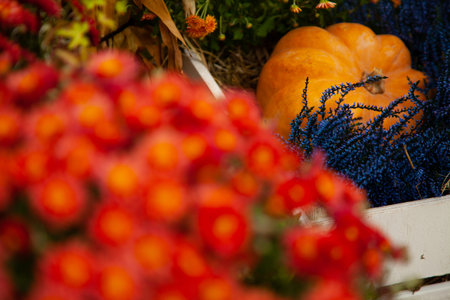 pumpkins in honor of the celebration of autumn and Halloween. festival of vegetables with nobody