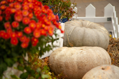 pumpkins in honor of the celebration of autumn and Halloween. festival of vegetables.