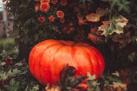 pumpkins in honor of the celebration of autumn and Halloween. festival of vegetables with nobodyの写真素材