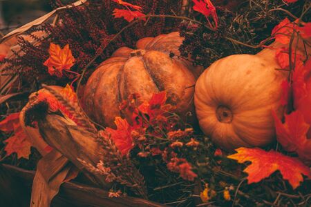 pumpkins in honor of the celebration of autumn and Halloween. festival of vegetablesの写真素材