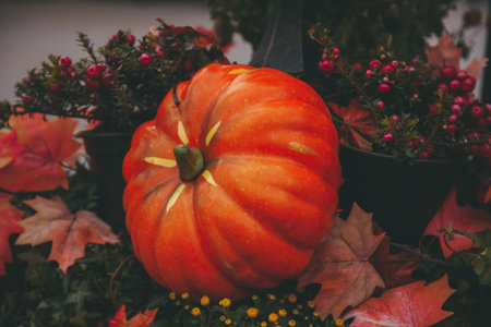 pumpkins in honor of the celebration of autumn and Halloween. festival of vegetables with nobodyの写真素材
