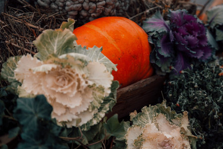 pumpkins in honor of the celebration of autumn and Halloween. festival of vegetablesの写真素材