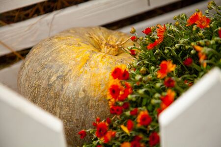 pumpkins in honor of the celebration of autumn and Halloween. festival of vegetables with nobodyの写真素材