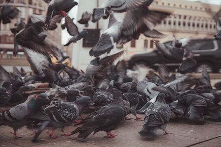 Pigeons in a city. concept of dirty hungry birds in the townの写真素材