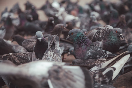 Pigeons in a city. concept of dirty hungry birds in the town